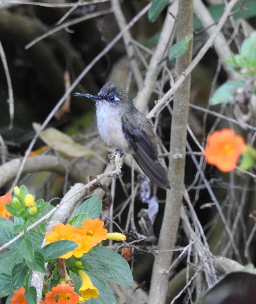 花顶蜂鸟(Anthocephala floriceps)