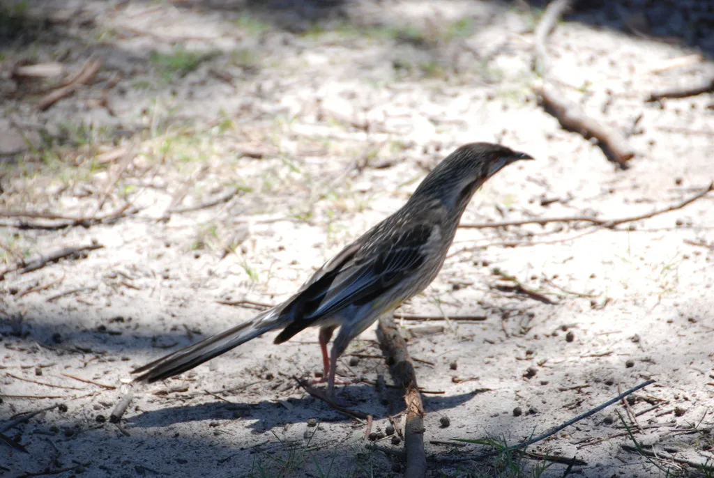 红垂蜜鸟(Anthochaera carunculata)