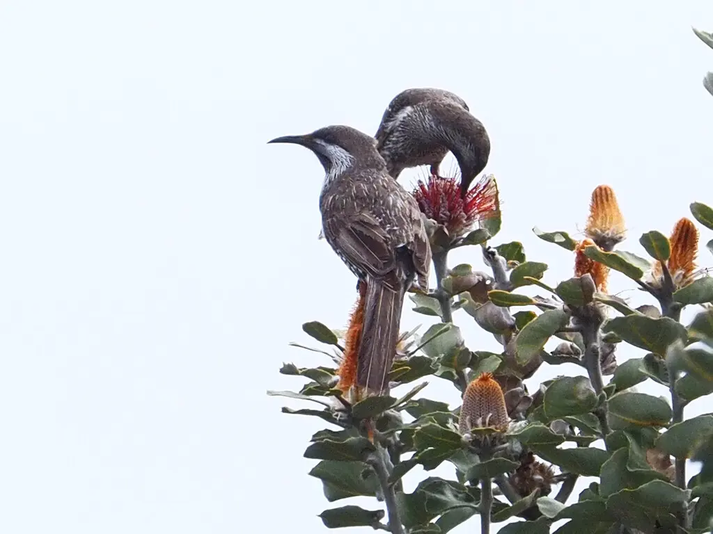 小垂蜜鸟(Anthochaera lunulata)