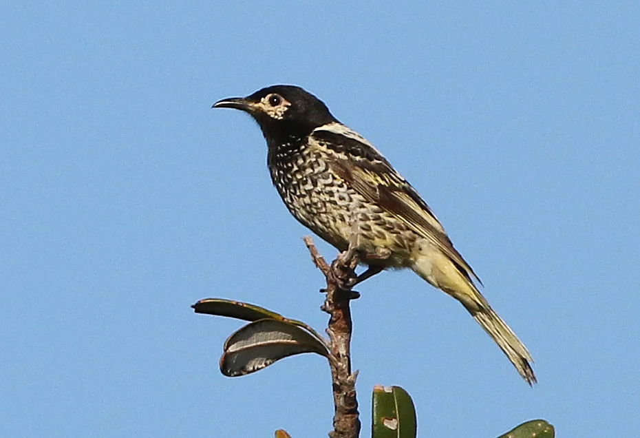 王吸蜜鸟(Anthochaera phrygia)