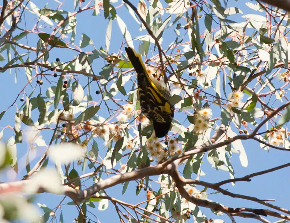 王吸蜜鸟(Anthochaera phrygia)