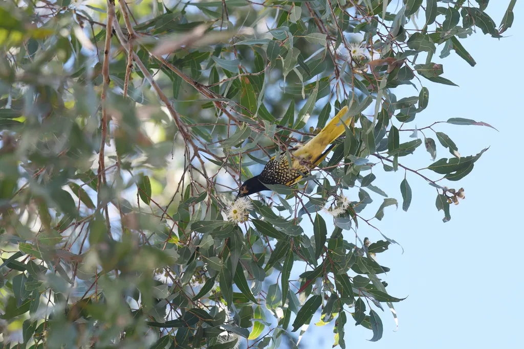 王吸蜜鸟(Anthochaera phrygia)