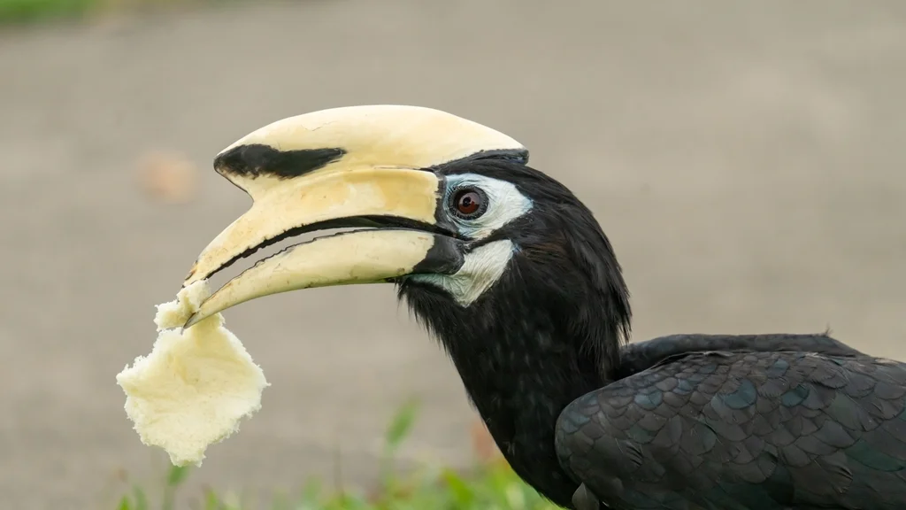 冠斑犀鸟(Anthracoceros albirostris)