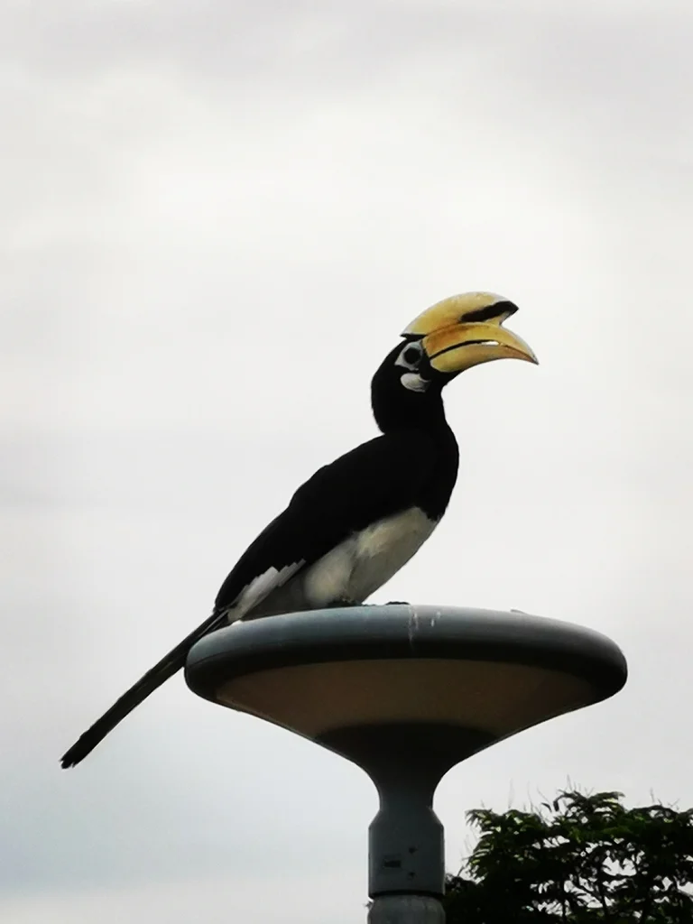 冠斑犀鸟(Anthracoceros albirostris)