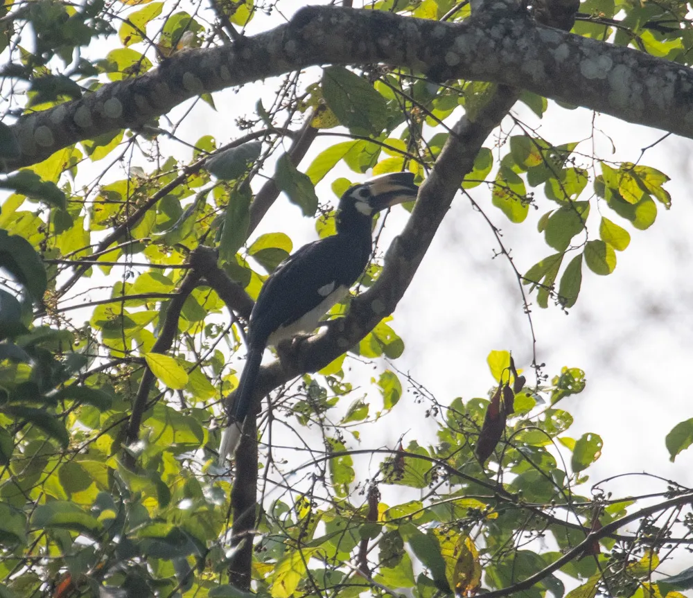 冠斑犀鸟(Anthracoceros albirostris)