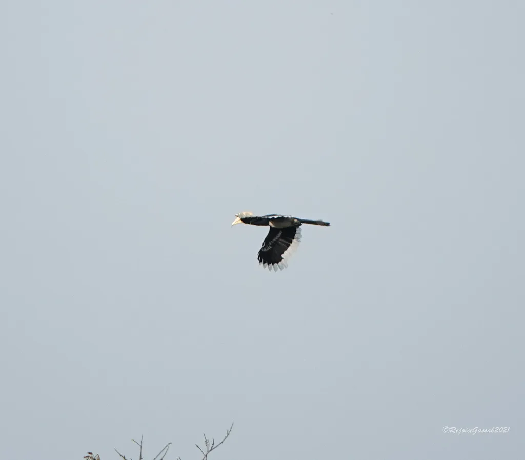 冠斑犀鸟(Anthracoceros albirostris)