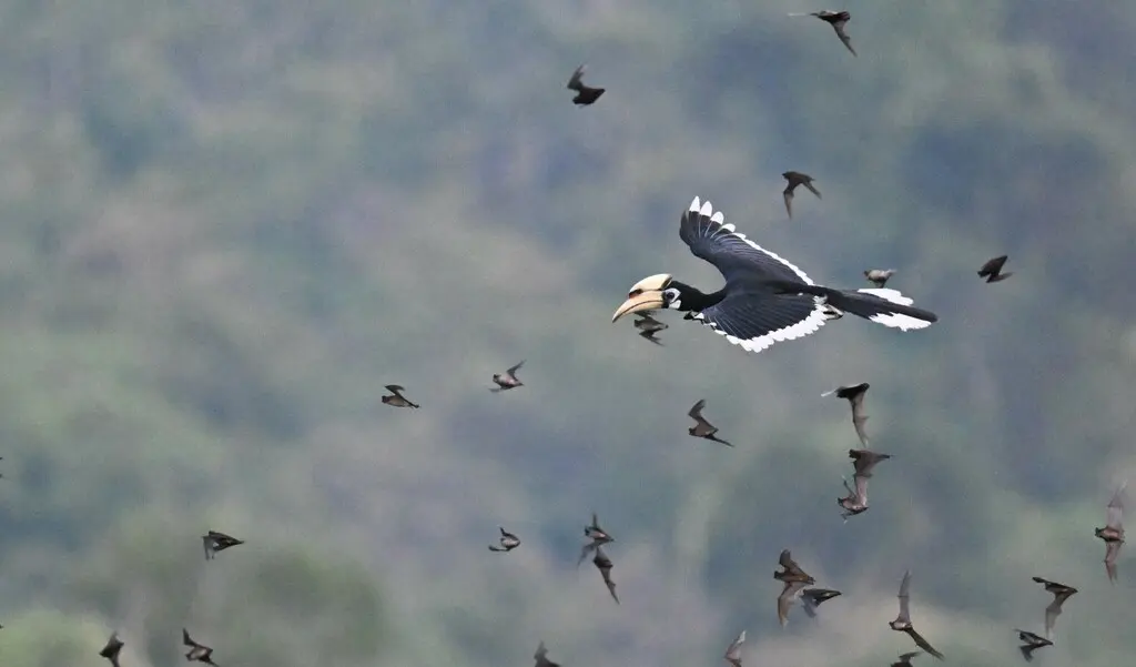 冠斑犀鸟(Anthracoceros albirostris)