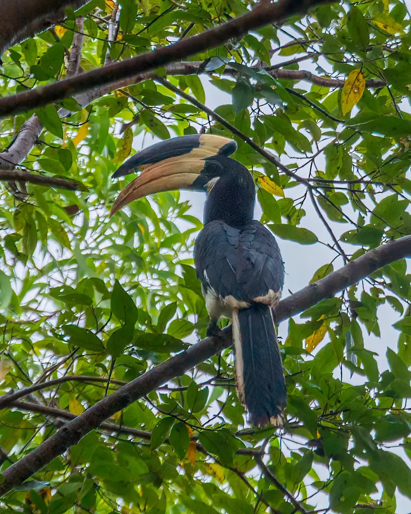印度冠斑犀鸟(Anthracoceros coronatus)