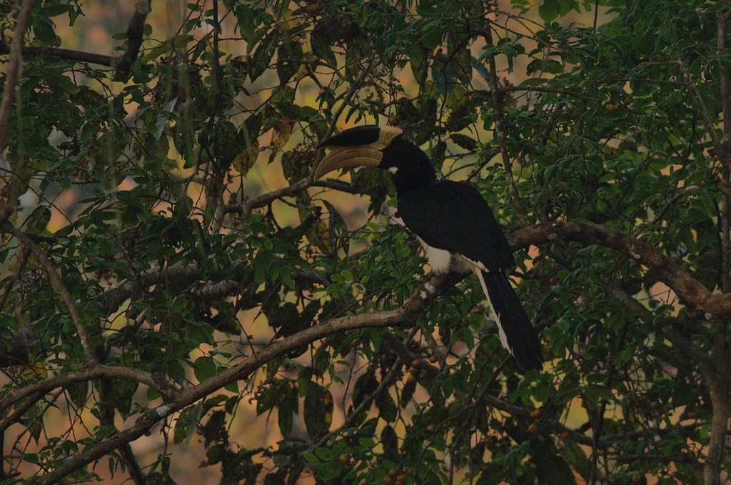 印度冠斑犀鸟(Anthracoceros coronatus)