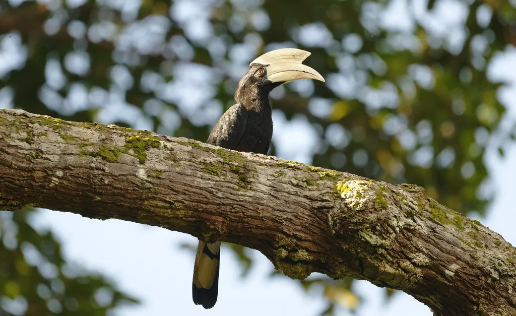 黑斑犀鸟(Anthracoceros malayanus)