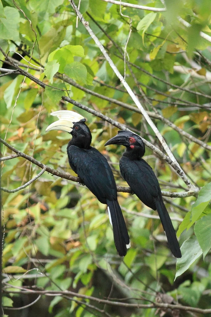 黑斑犀鸟(Anthracoceros malayanus)