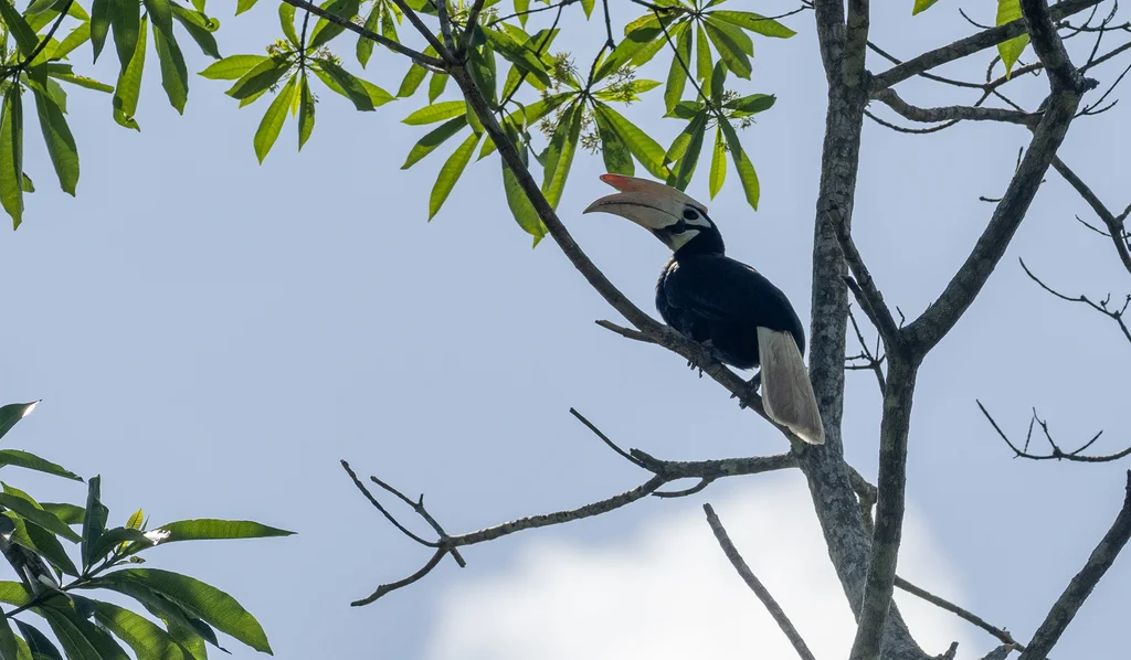 白嘴斑犀鸟(Anthracoceros marchei)