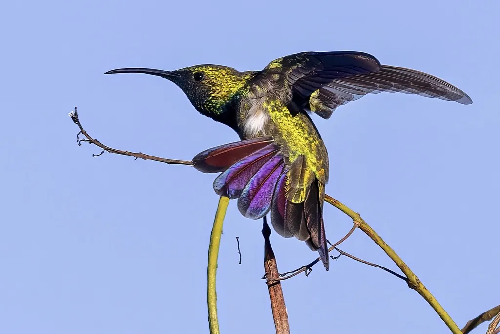 波多芒果蜂鸟(Anthracothorax aurulentus)