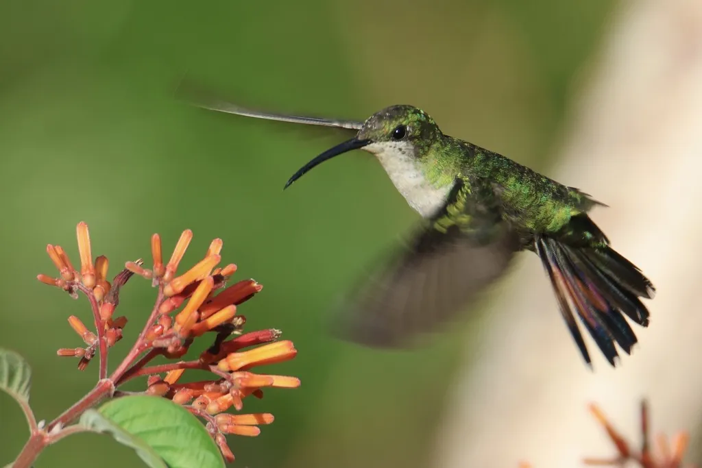 黑胸芒果蜂鸟(Anthracothorax dominicus)