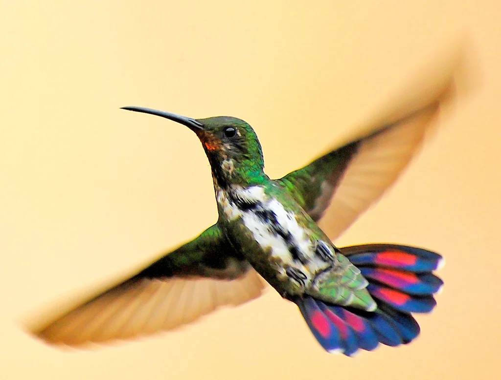 黑喉芒果蜂鸟(Anthracothorax nigricollis)