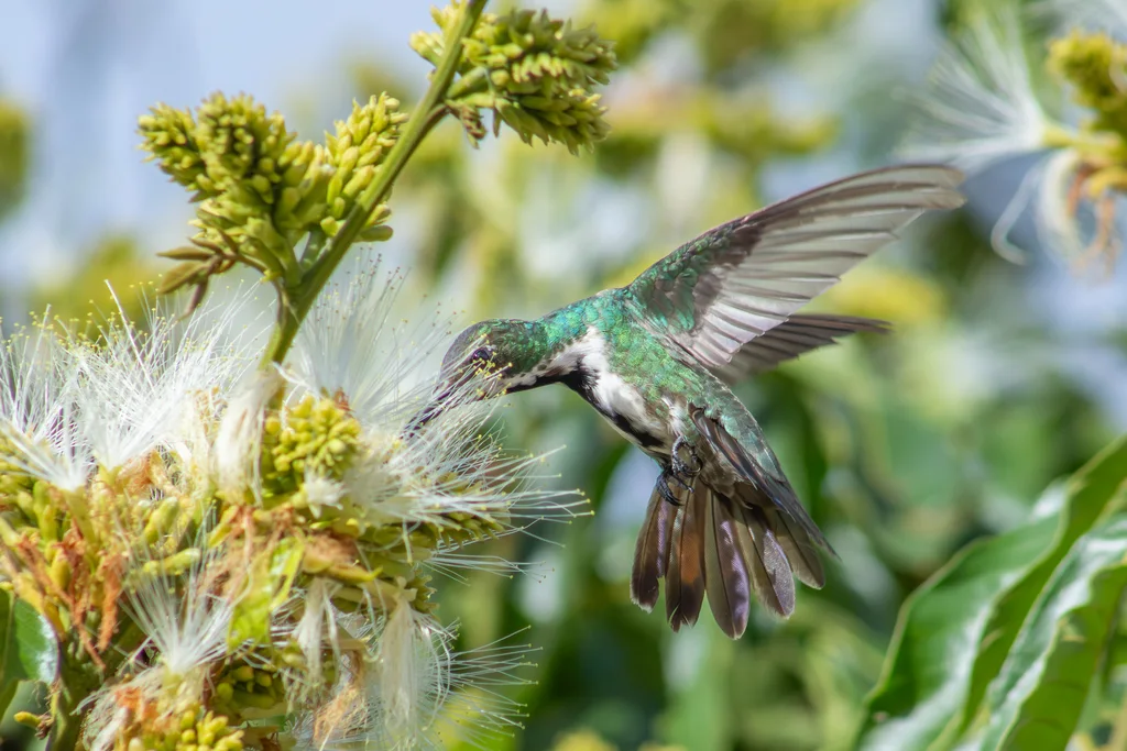 黑喉芒果蜂鸟(Anthracothorax nigricollis)