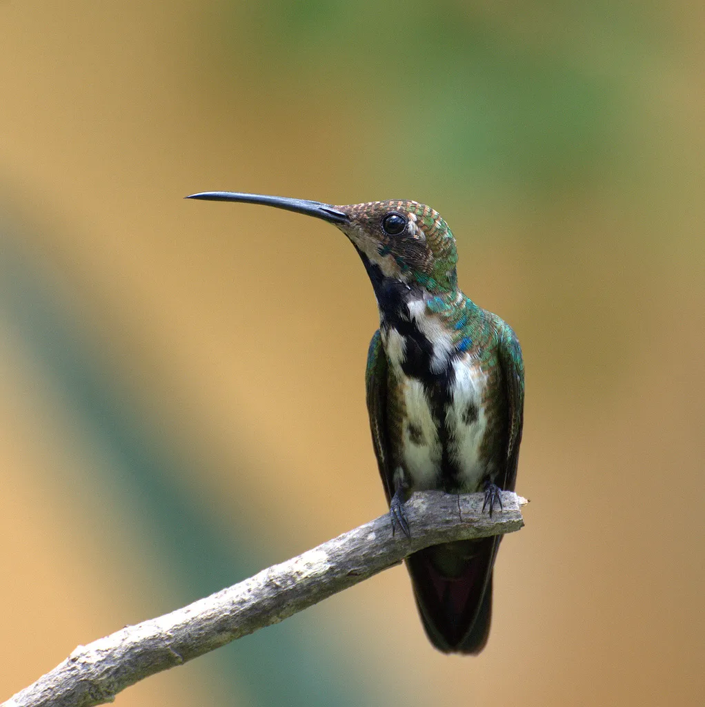 黑喉芒果蜂鸟(Anthracothorax nigricollis)