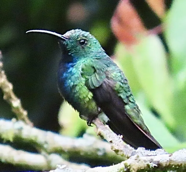 绿胸芒果蜂鸟(Anthracothorax prevostii)