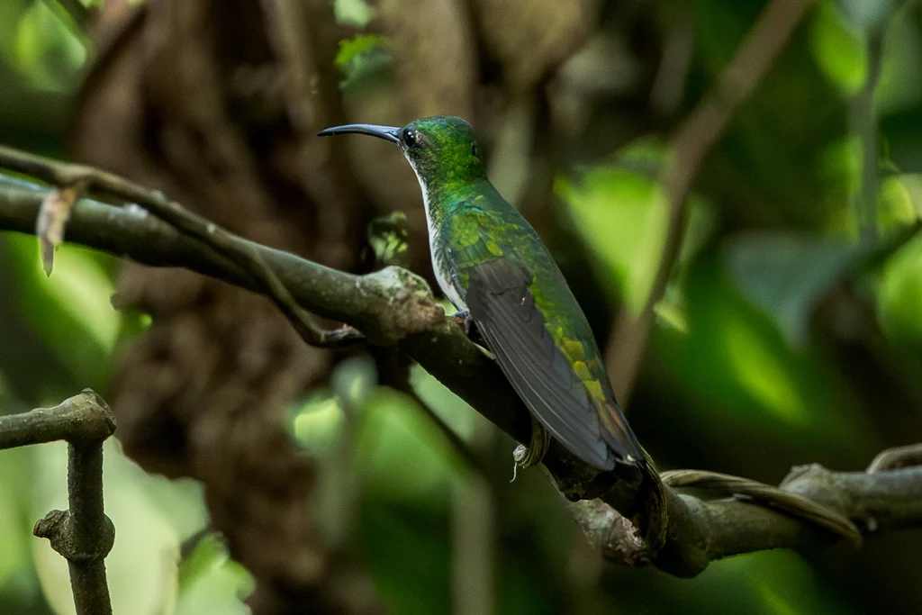 绿胸芒果蜂鸟(Anthracothorax prevostii)