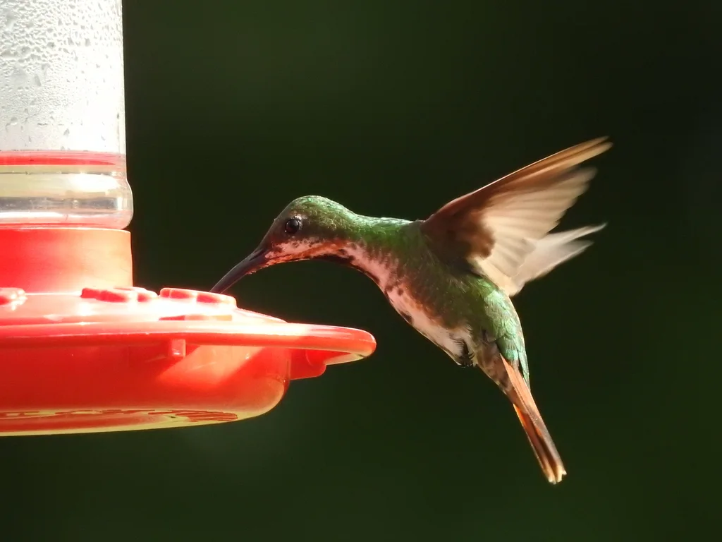 绿胸芒果蜂鸟(Anthracothorax prevostii)