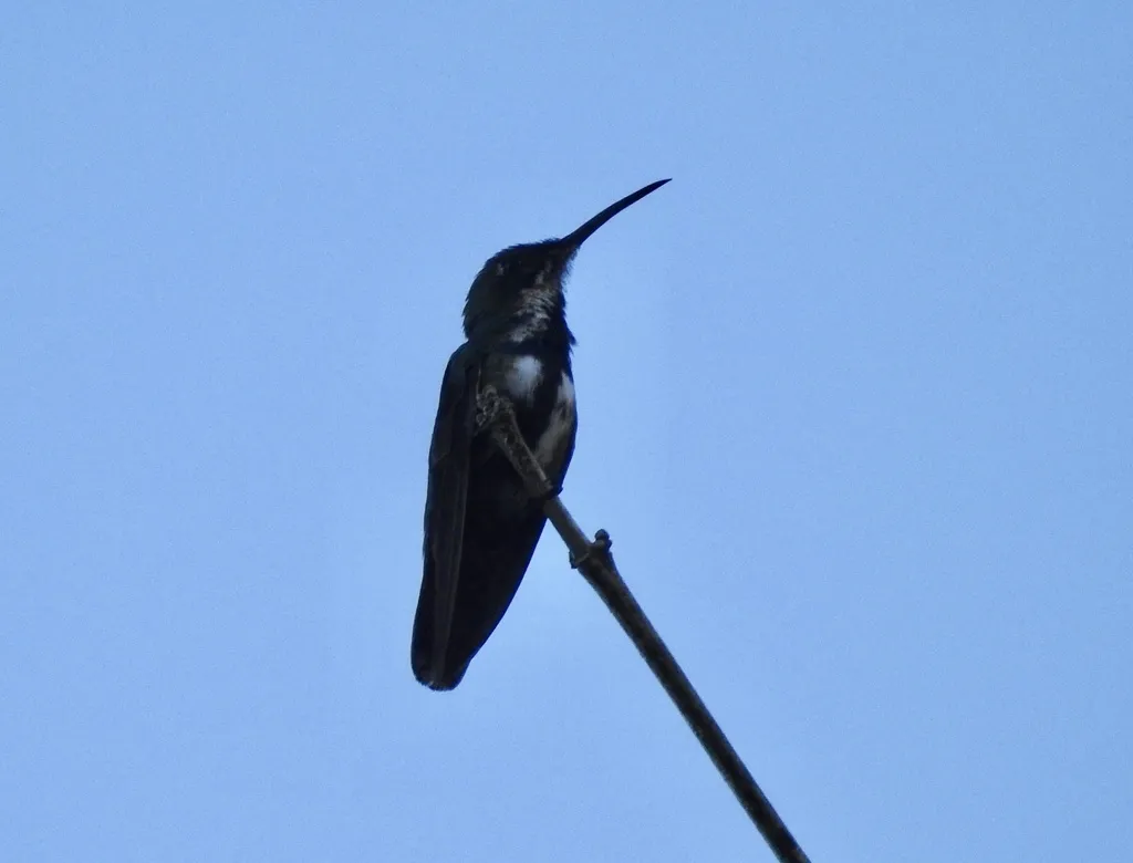 绿胸芒果蜂鸟(Anthracothorax prevostii)