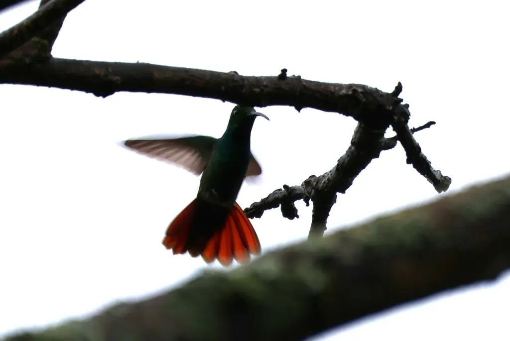 绿胸芒果蜂鸟(Anthracothorax prevostii)
