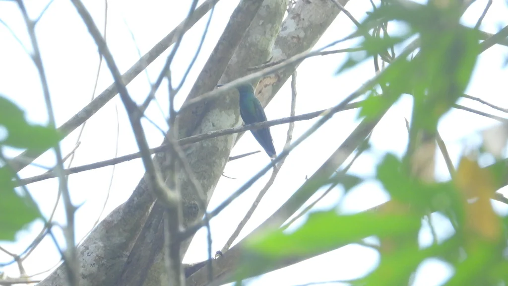 巴拿马芒果蜂鸟(Anthracothorax veraguensis)