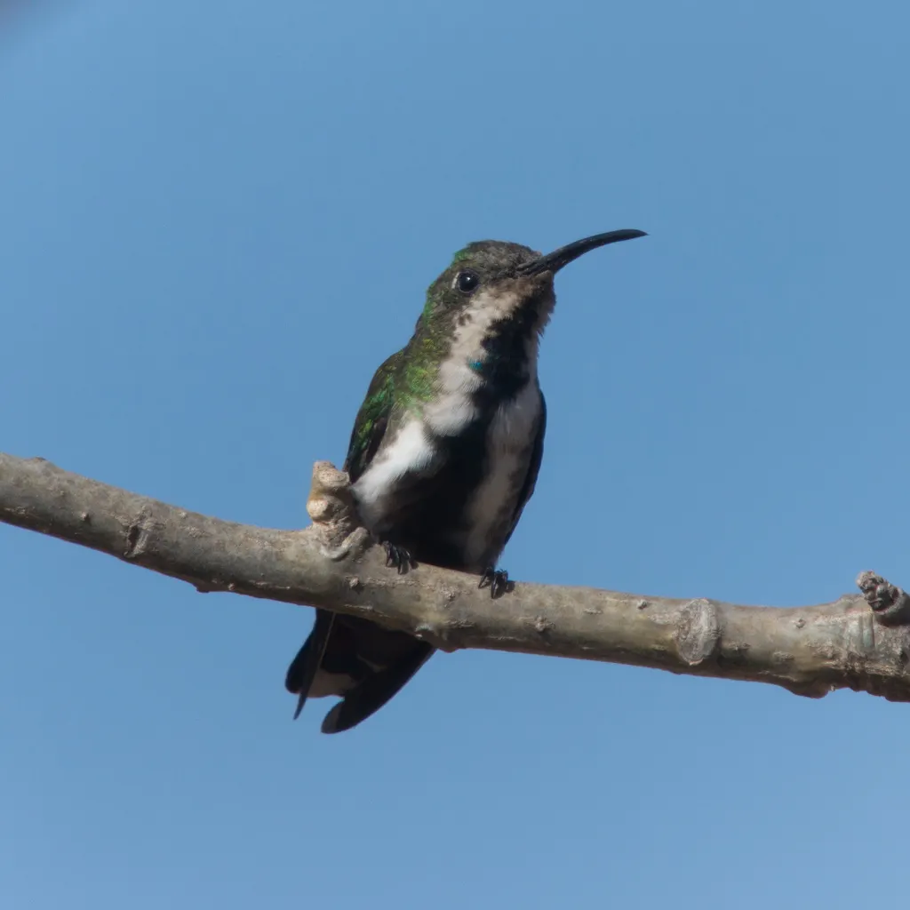 巴拿马芒果蜂鸟(Anthracothorax veraguensis)