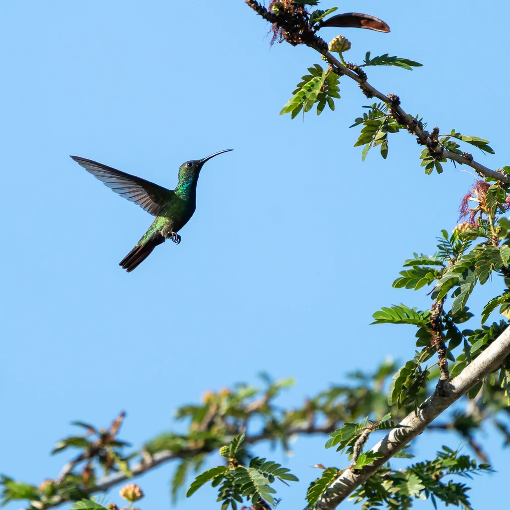 巴拿马芒果蜂鸟(Anthracothorax veraguensis)