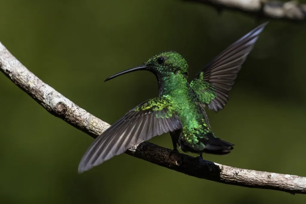 绿芒果蜂鸟(Anthracothorax viridis)