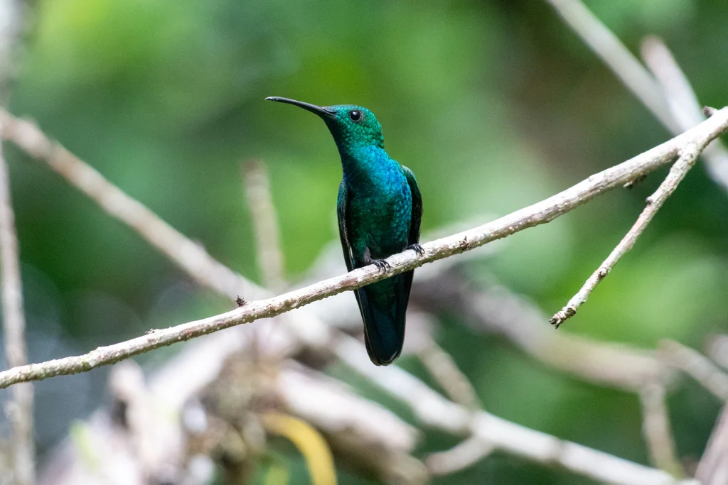 绿芒果蜂鸟(Anthracothorax viridis)
