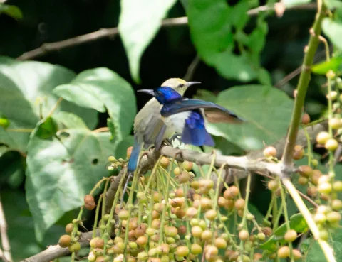 紫尾食蜜鸟