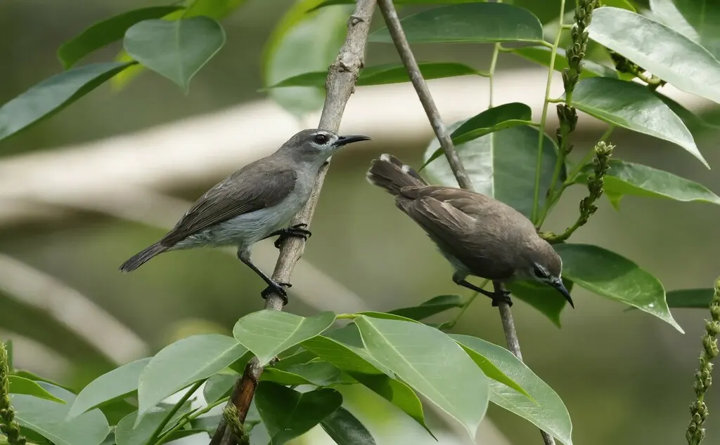 灰褐食蜜鸟(Anthreptes gabonicus)
