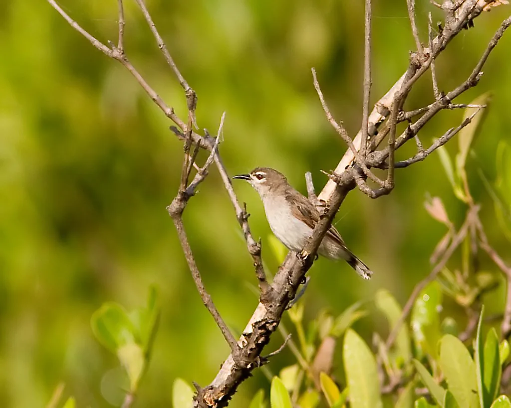 灰褐食蜜鸟(Anthreptes gabonicus)