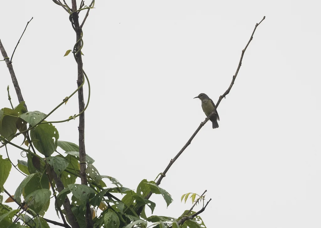 灰喉食蜜鸟(Anthreptes griseigularis)