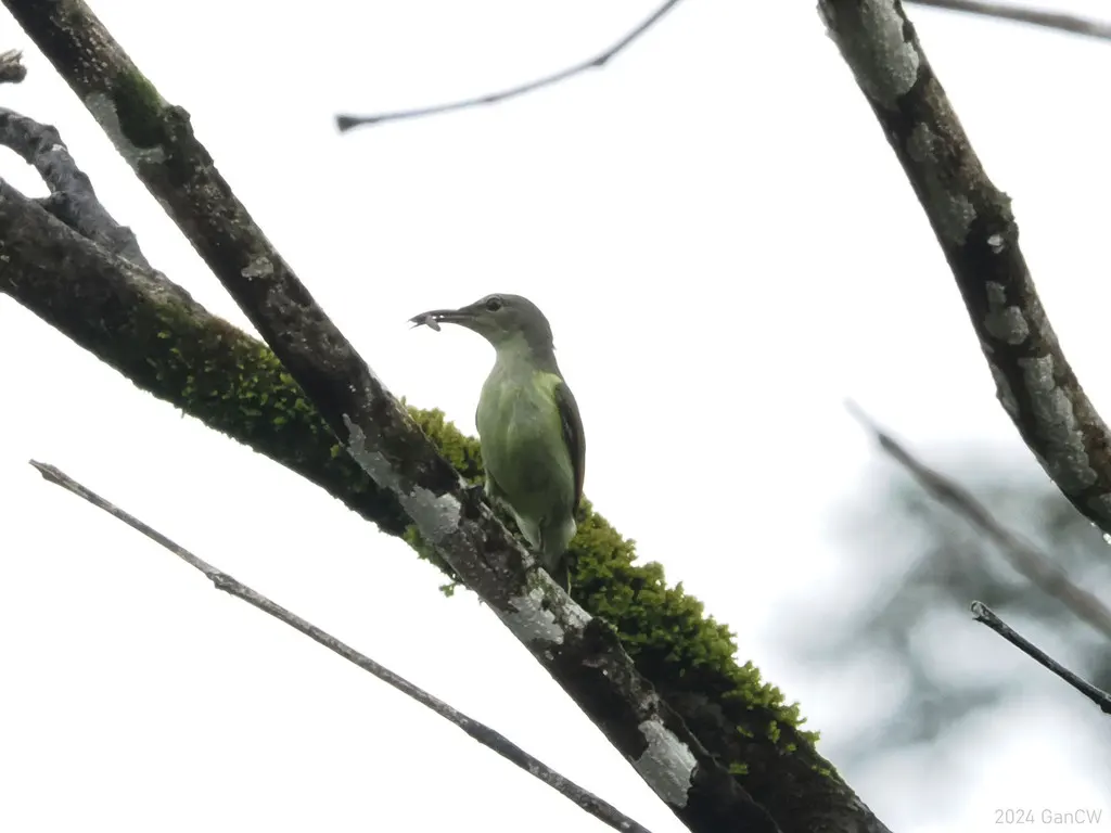 灰喉食蜜鸟(Anthreptes griseigularis)