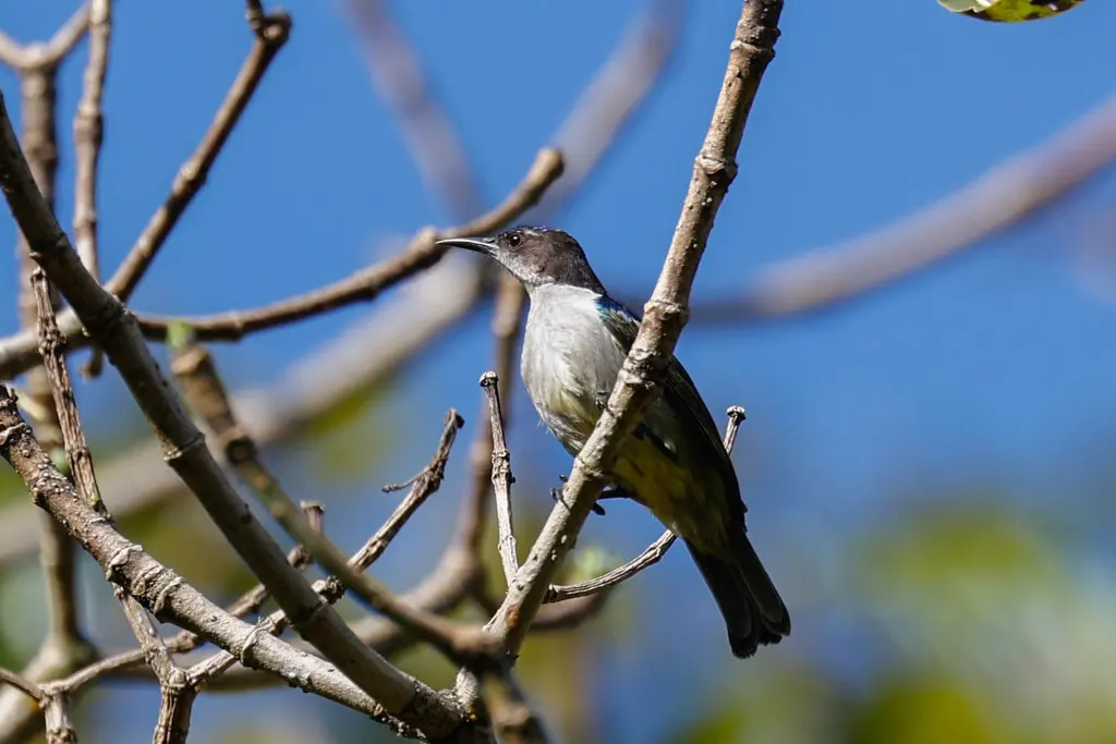 紫背食蜜鸟(Anthreptes neglectus)