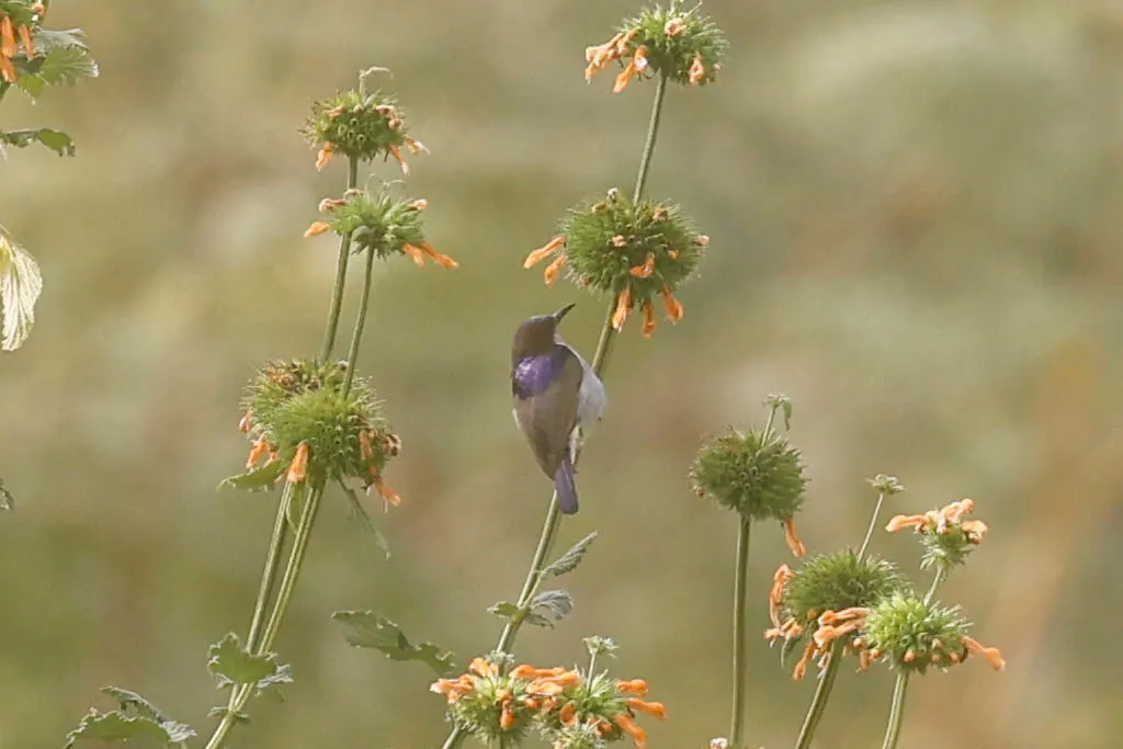 紫背食蜜鸟(Anthreptes neglectus)