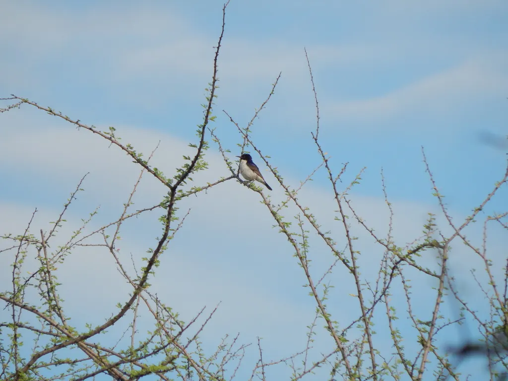 东紫背食蜜鸟(Anthreptes orientalis)