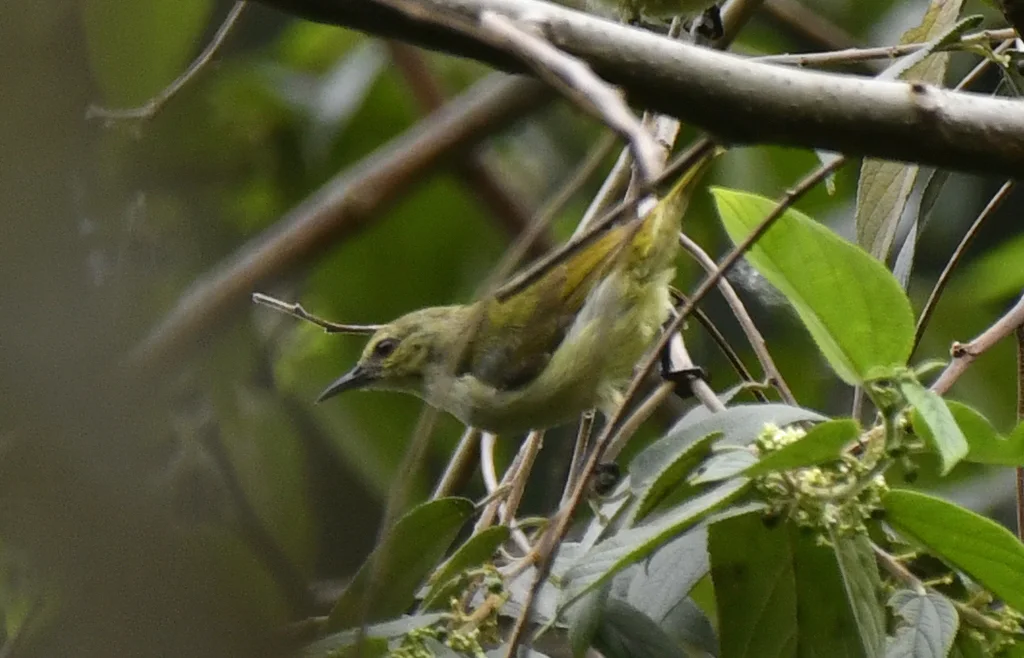 绿食蜜鸟(Anthreptes rectirostris)