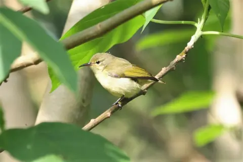 小绿食蜜鸟