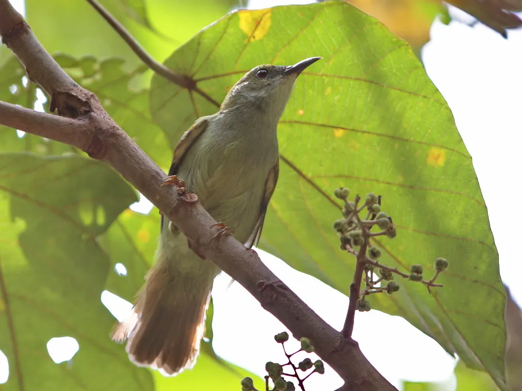 纯色食蜜鸟(Anthreptes simplex)