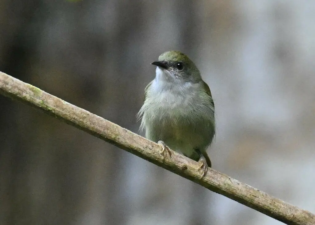 纯色食蜜鸟(Anthreptes simplex)