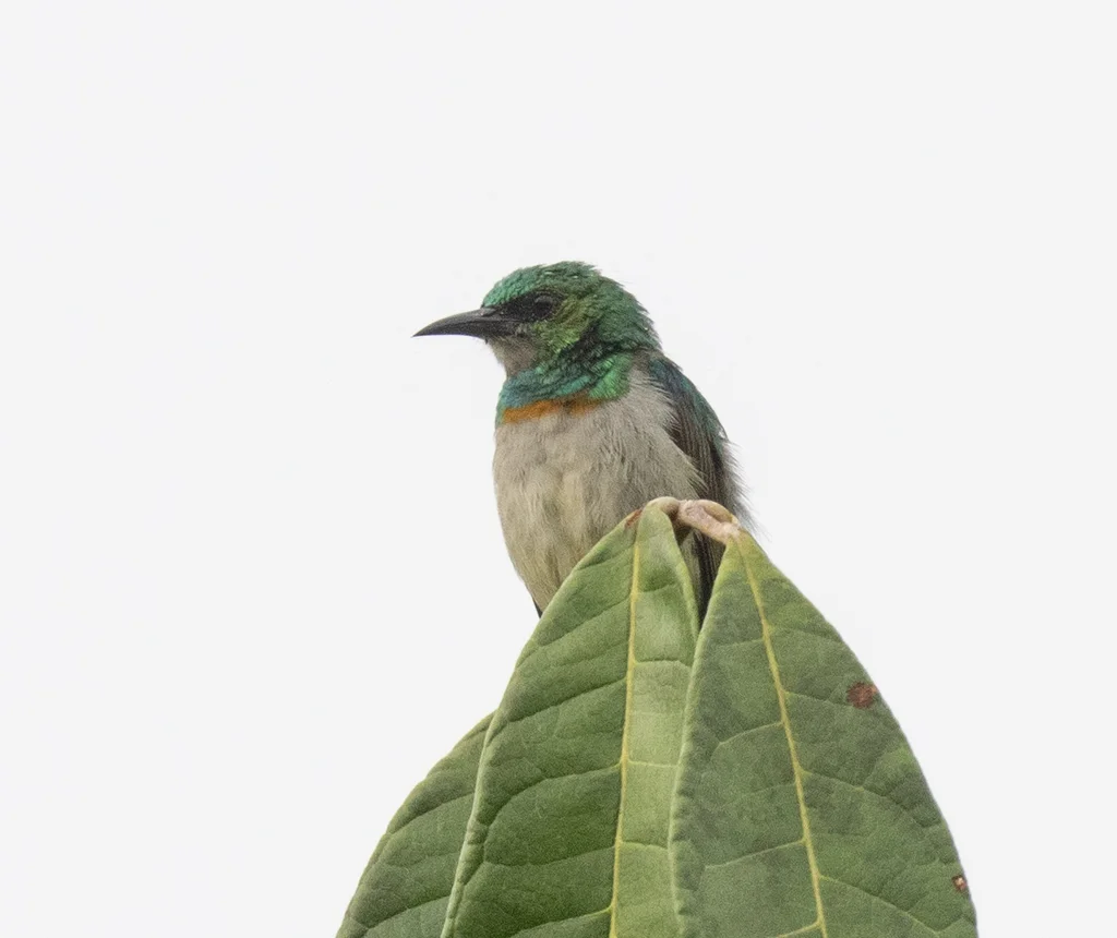 灰颏绿食蜜鸟(Anthreptes tephrolaemus)