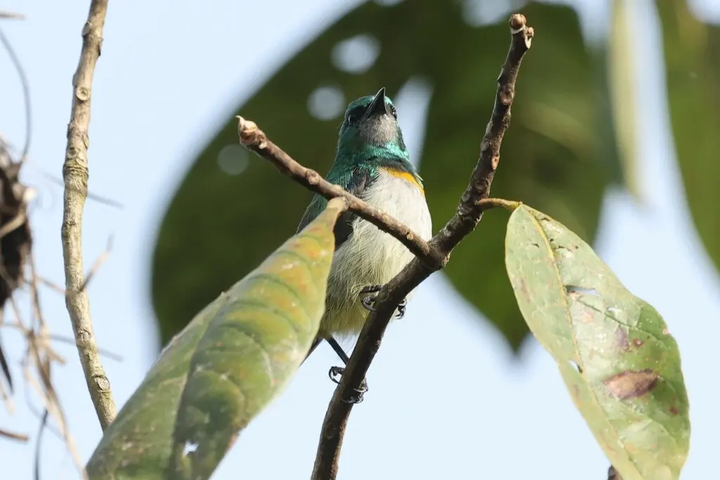 灰颏绿食蜜鸟(Anthreptes tephrolaemus)