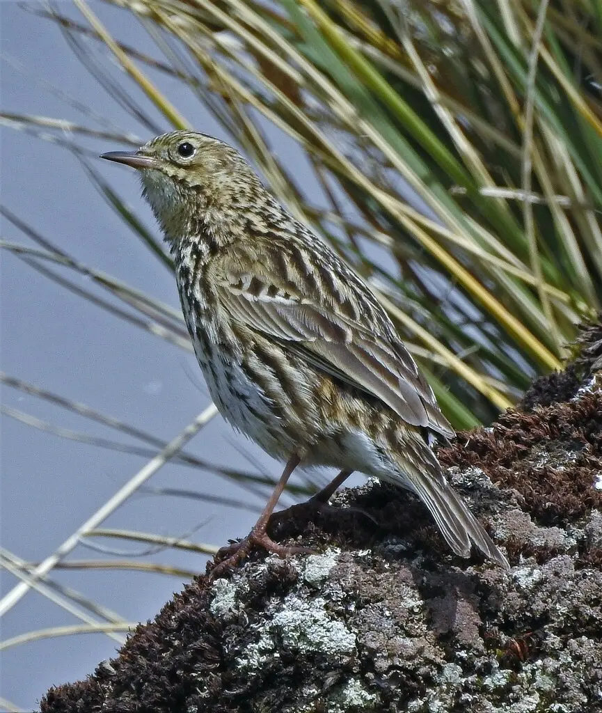 南极鹨(Anthus antarcticus)