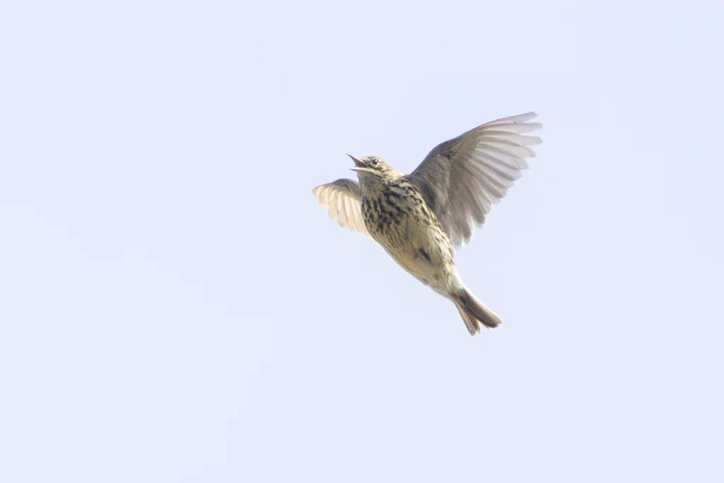 南极鹨(Anthus antarcticus)