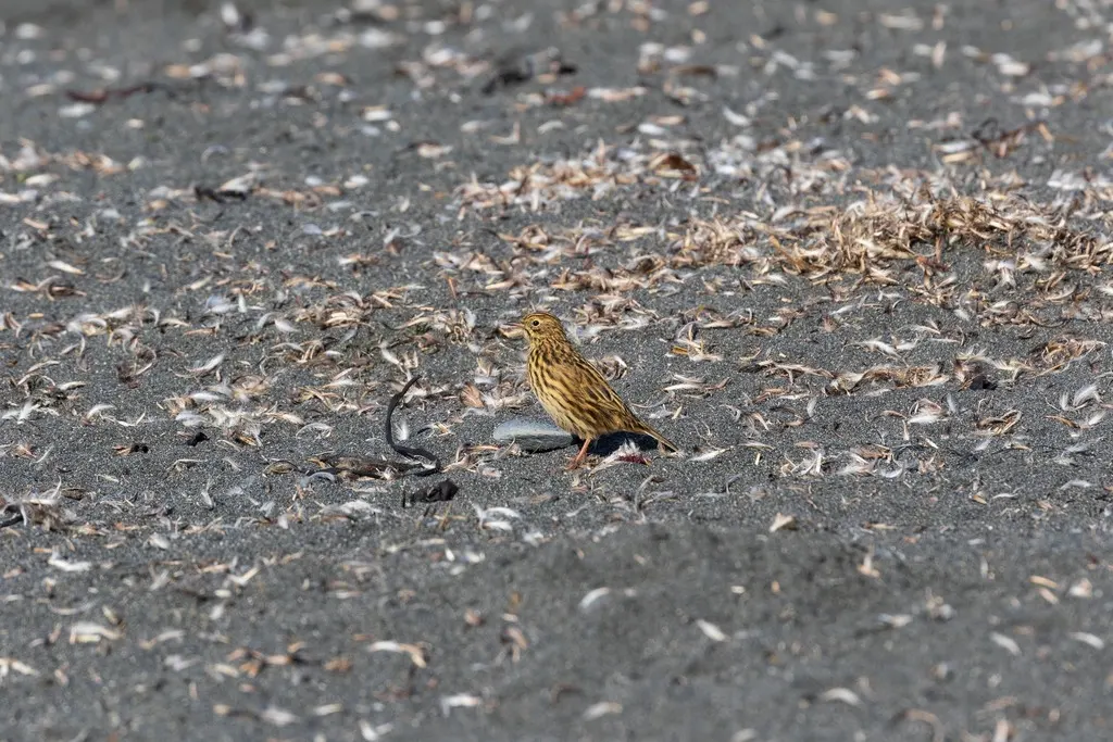 南极鹨(Anthus antarcticus)