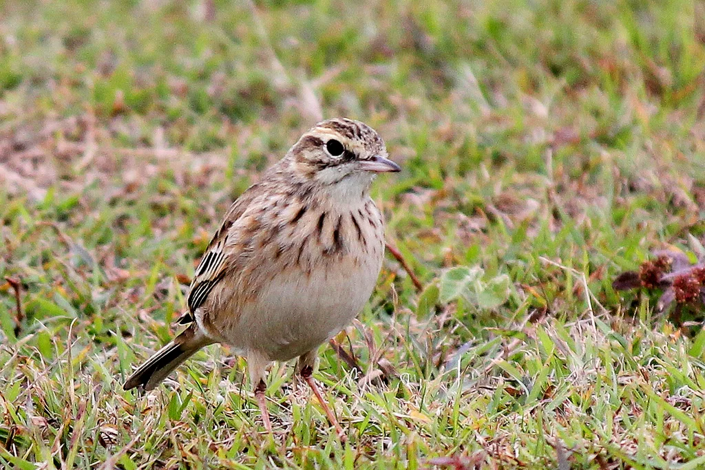 澳洲鹨(Anthus australis)