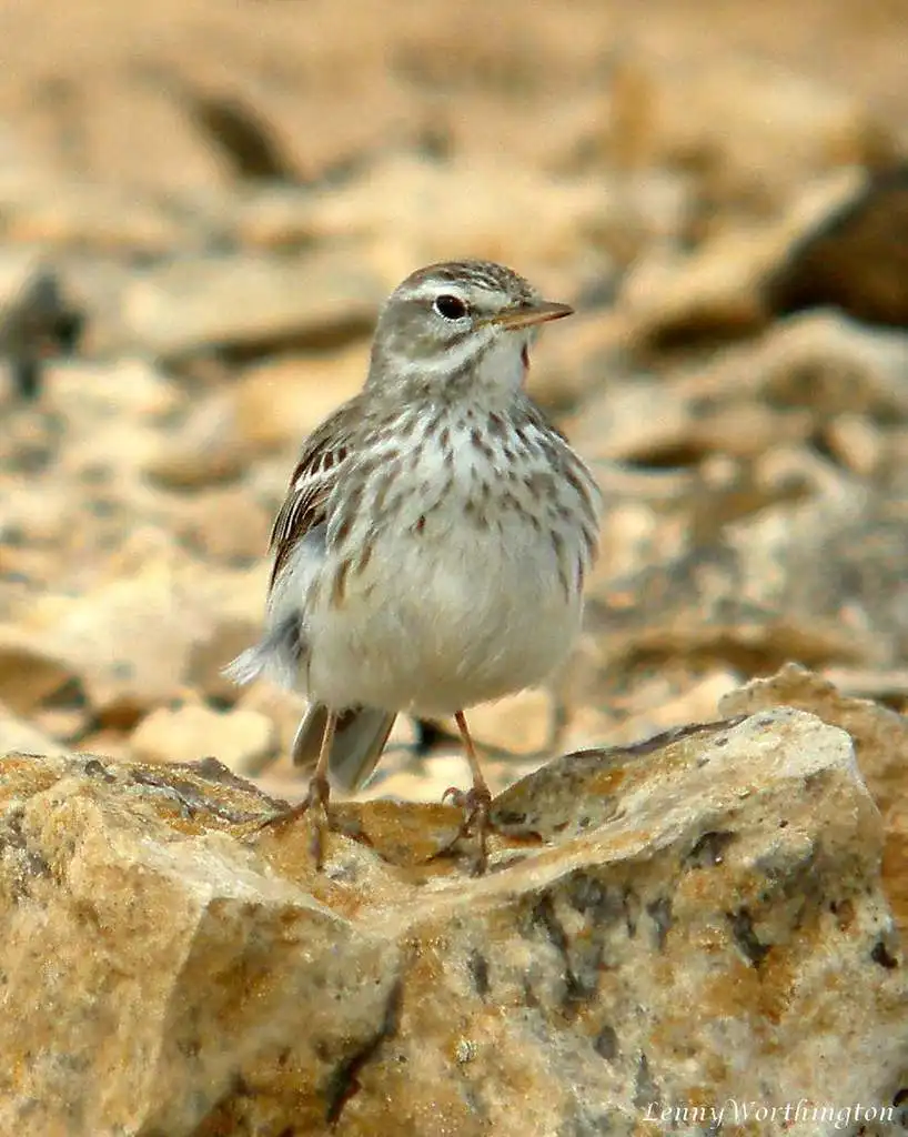 伯氏鹨(Anthus berthelotii)